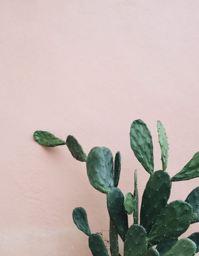 Opuntia Cactus by a pink wall